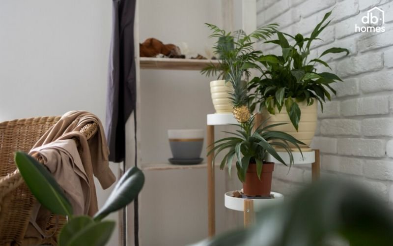 Có những loại cây quang hợp ngược giúp cải thiện không khí trong phòng ngủ