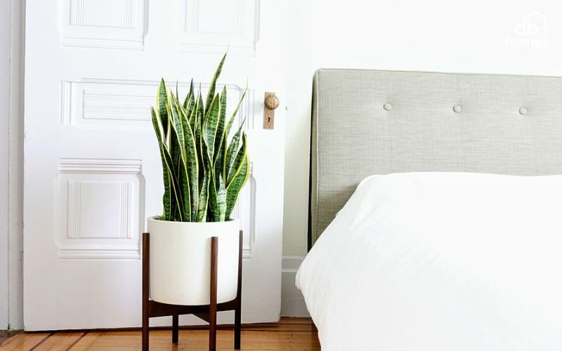 Cây lưỡi hổ giúp lọc các chất độc hại trong không khí