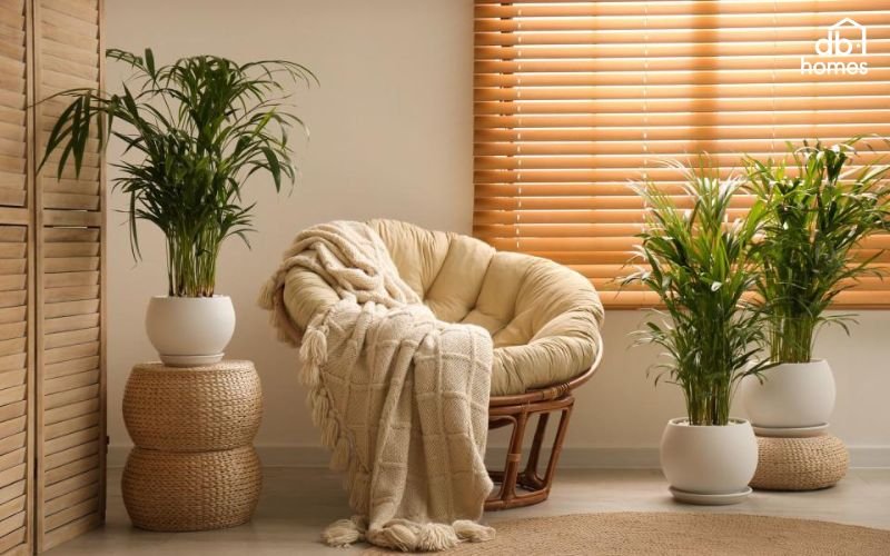 Cau tiểu trâm là loại cây thích hợp cho người mệnh Mộc đặt trong phòng khách