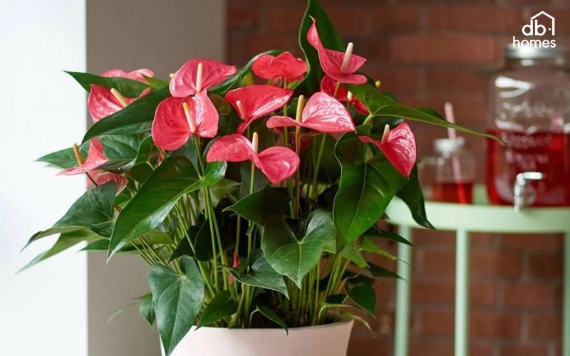 Hồng môn là loài cây mang sắc đỏ thắm rất phù hợp với người mệnh Hỏa