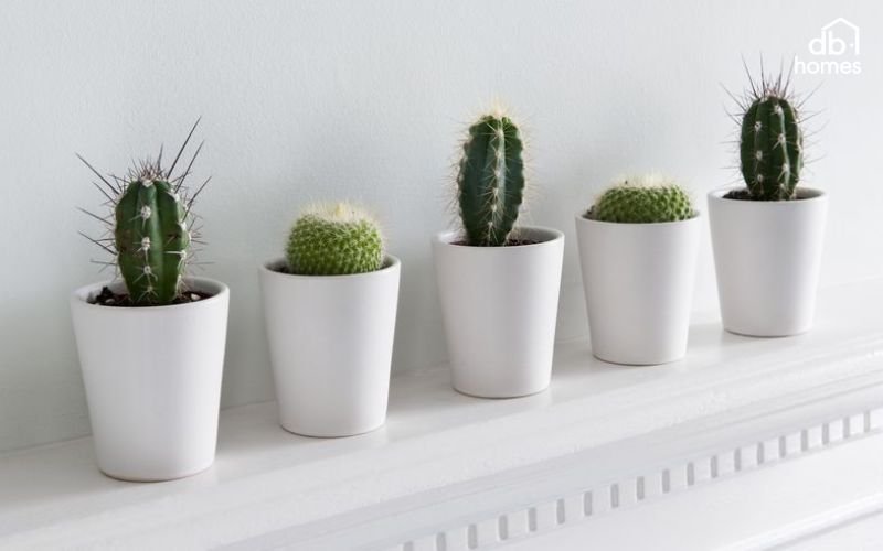 Người mệnh Thổ có thể chọn cây xương rồng tượng trưng cho sức mạnh và sự ổn định