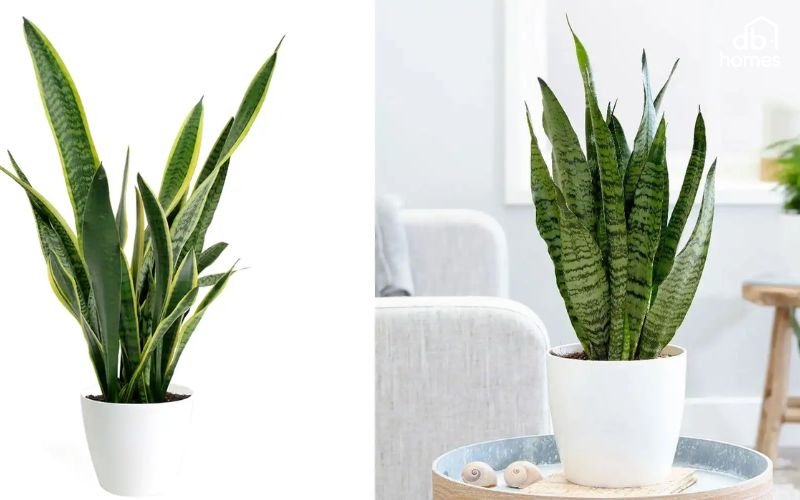 Cây lưỡi hổ giúp lọc không khí cho phòng khách