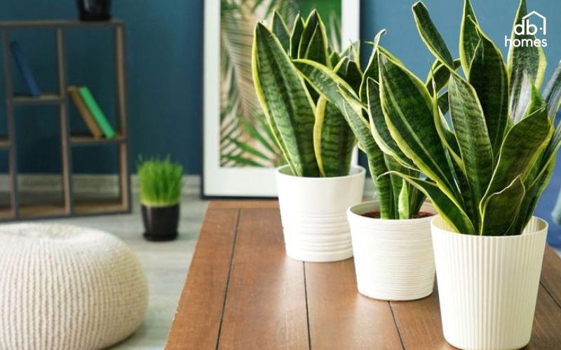 Chọn cây dáng cao, tối giản để tạo điểm nhấn hiện đại cho phòng khách